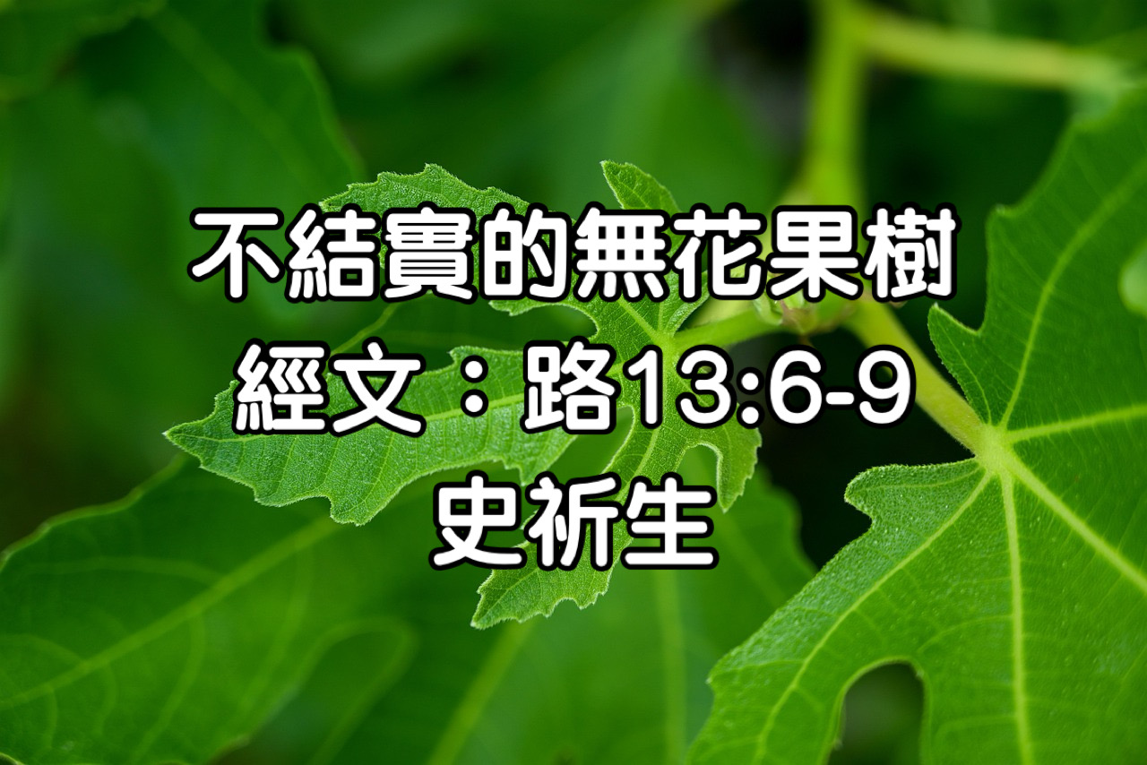 不結實的無花果樹